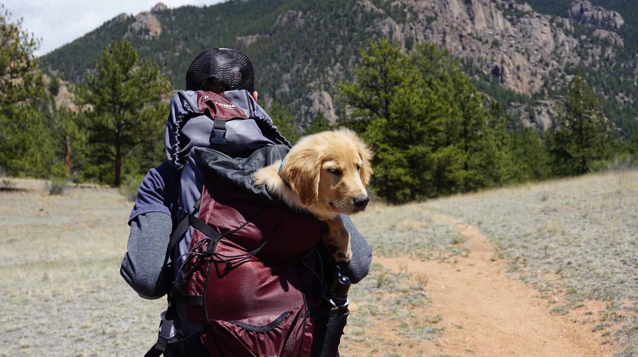 Person carrying yellow labrador retriever puppy inside bag while walked on pathway in front of mountain