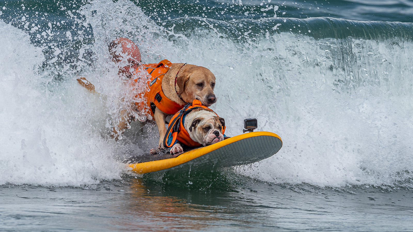 2 dogs surfing