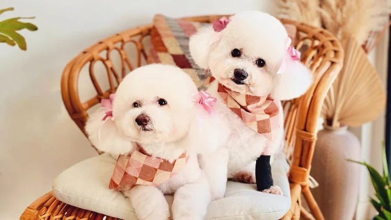 Barking Beauties