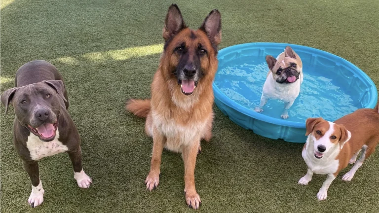 The Shabby Dog Palm Springs, a dog-friendly pet boarding facility in Cathedral City, California