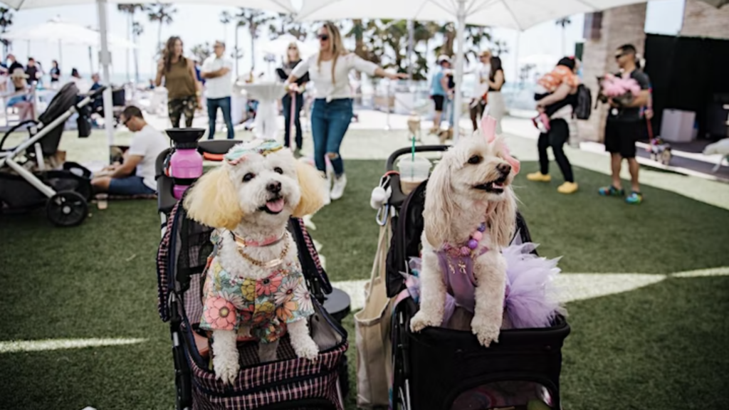2 dogs in costumes at festival