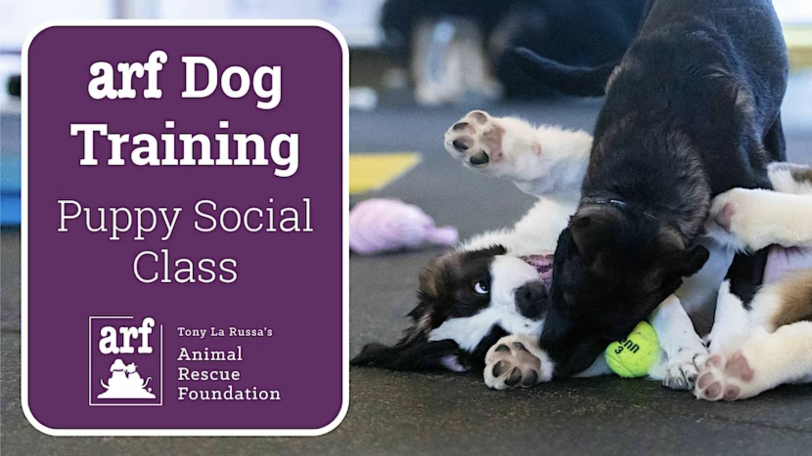 ARF Dog Training Puppy Social