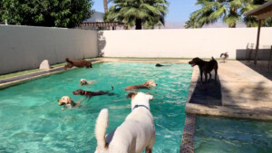 dogs in swimming pool