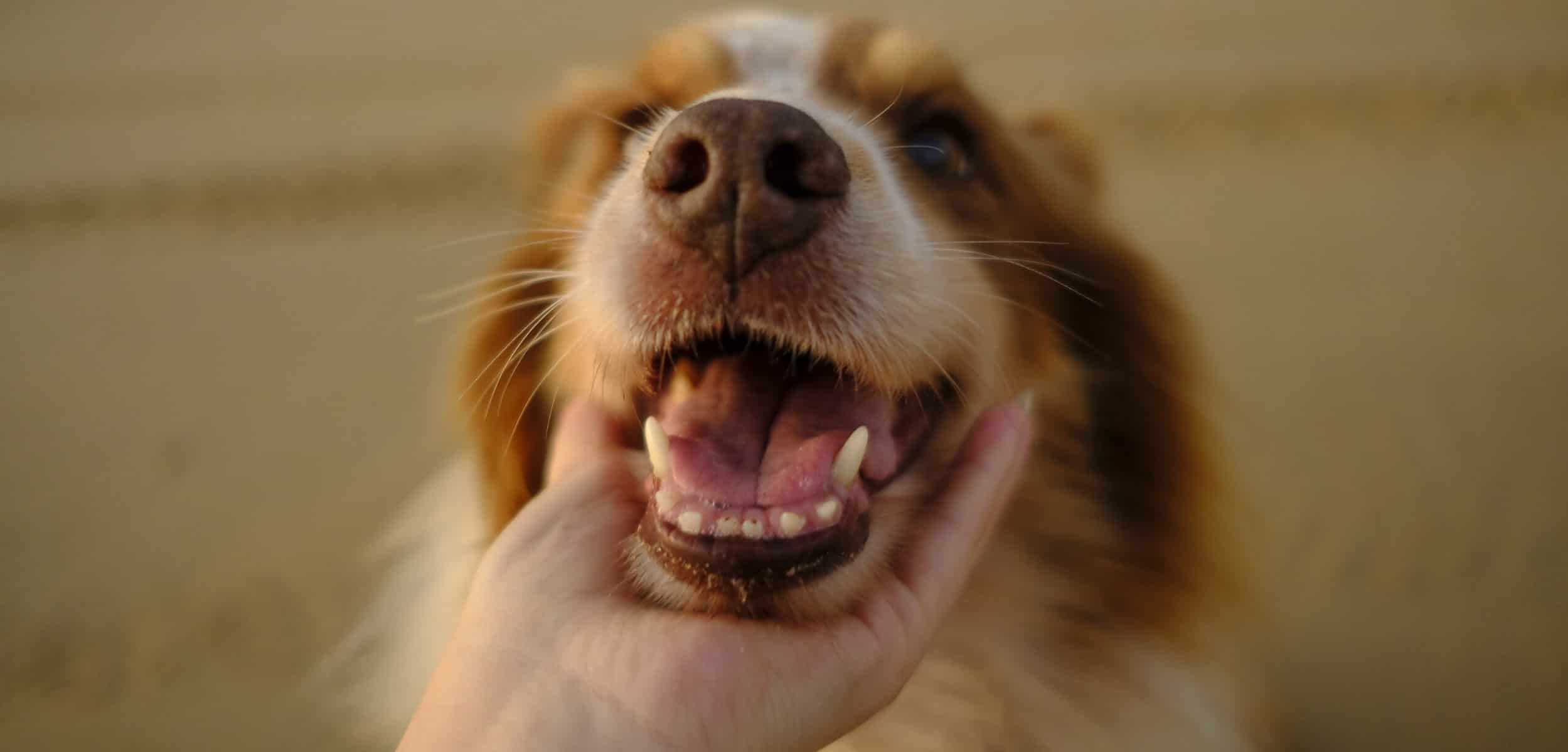 Brown and white dog in close up photography
