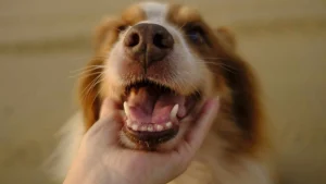 Image from Enjoying the California desert with your dog on DogTrekker