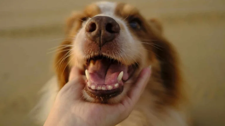 Image from Enjoying the California desert with your dog on DogTrekker