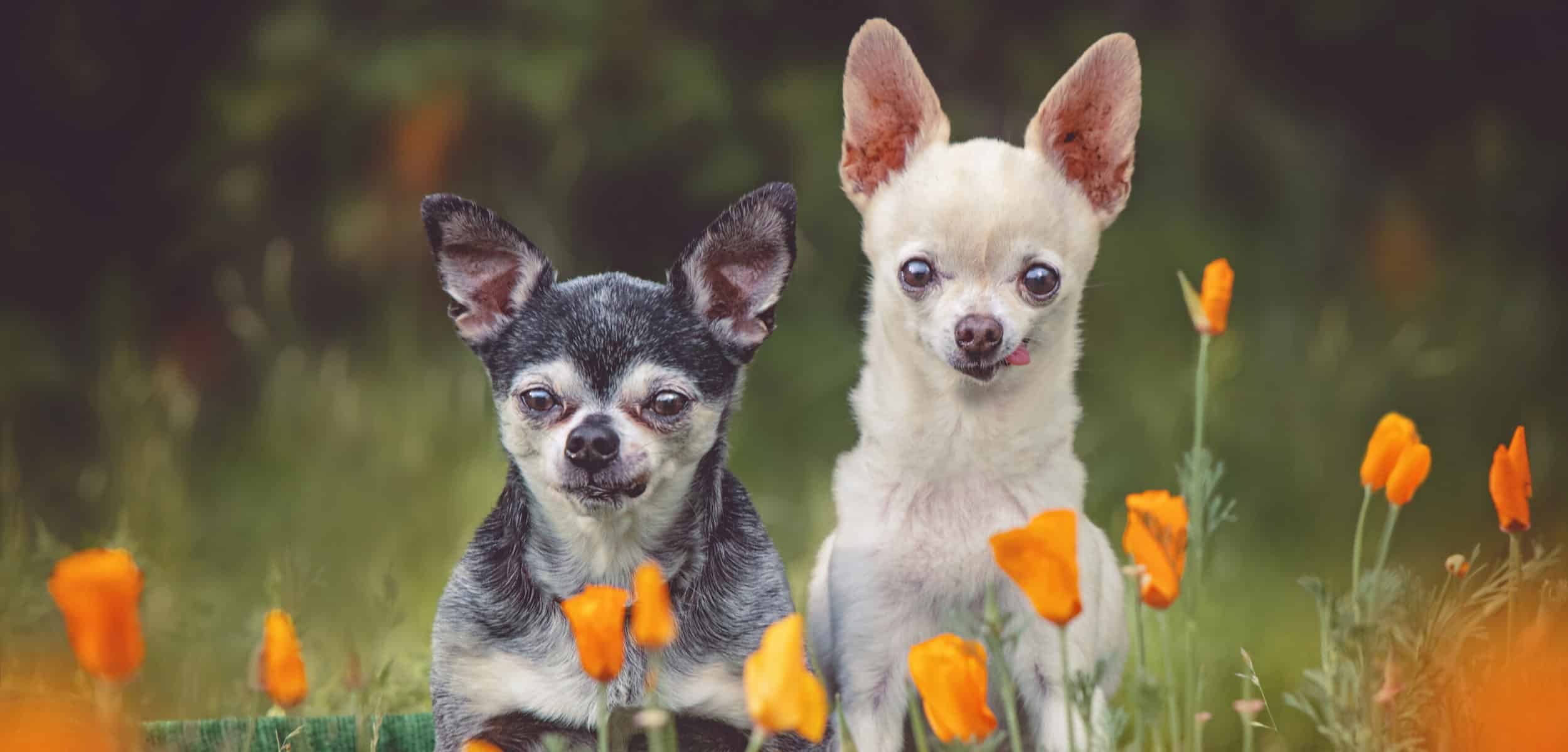 cute chihuahuas in a field of California poppies toned with a retro vintage filter
