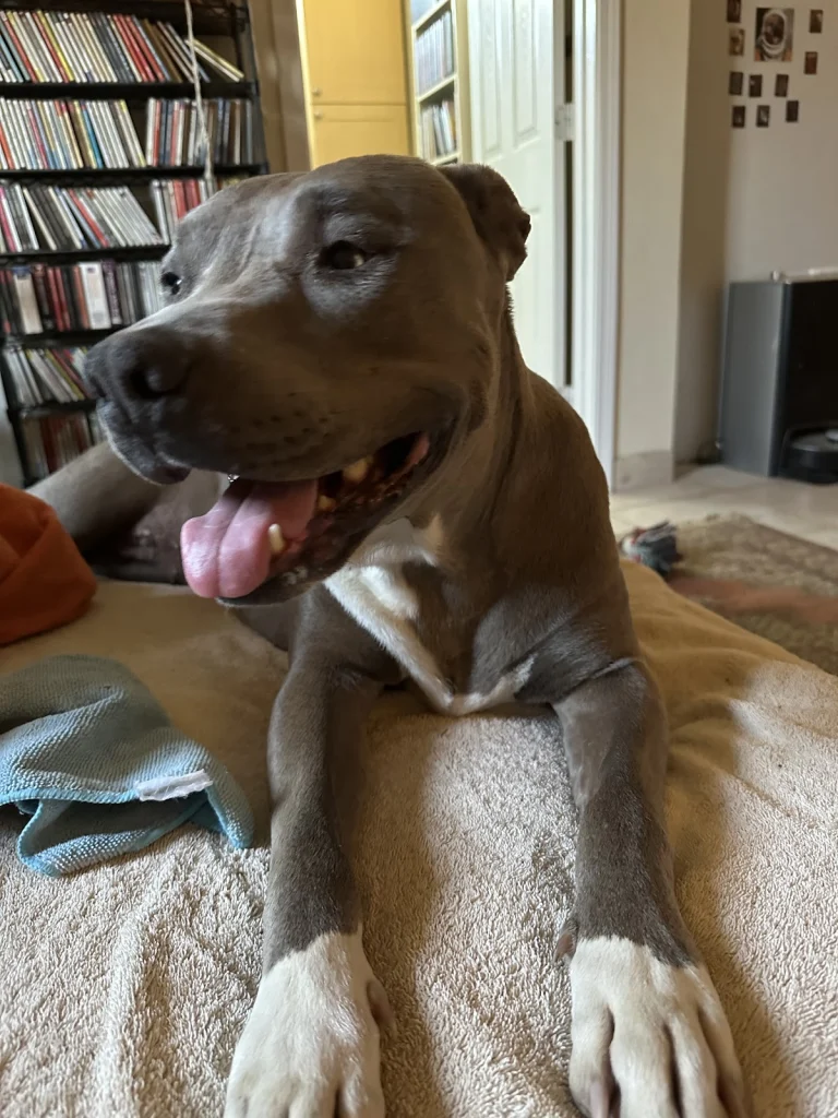 Desert Hot Springs Animal, a dog-friendly local service in Desert Hot Springs, California