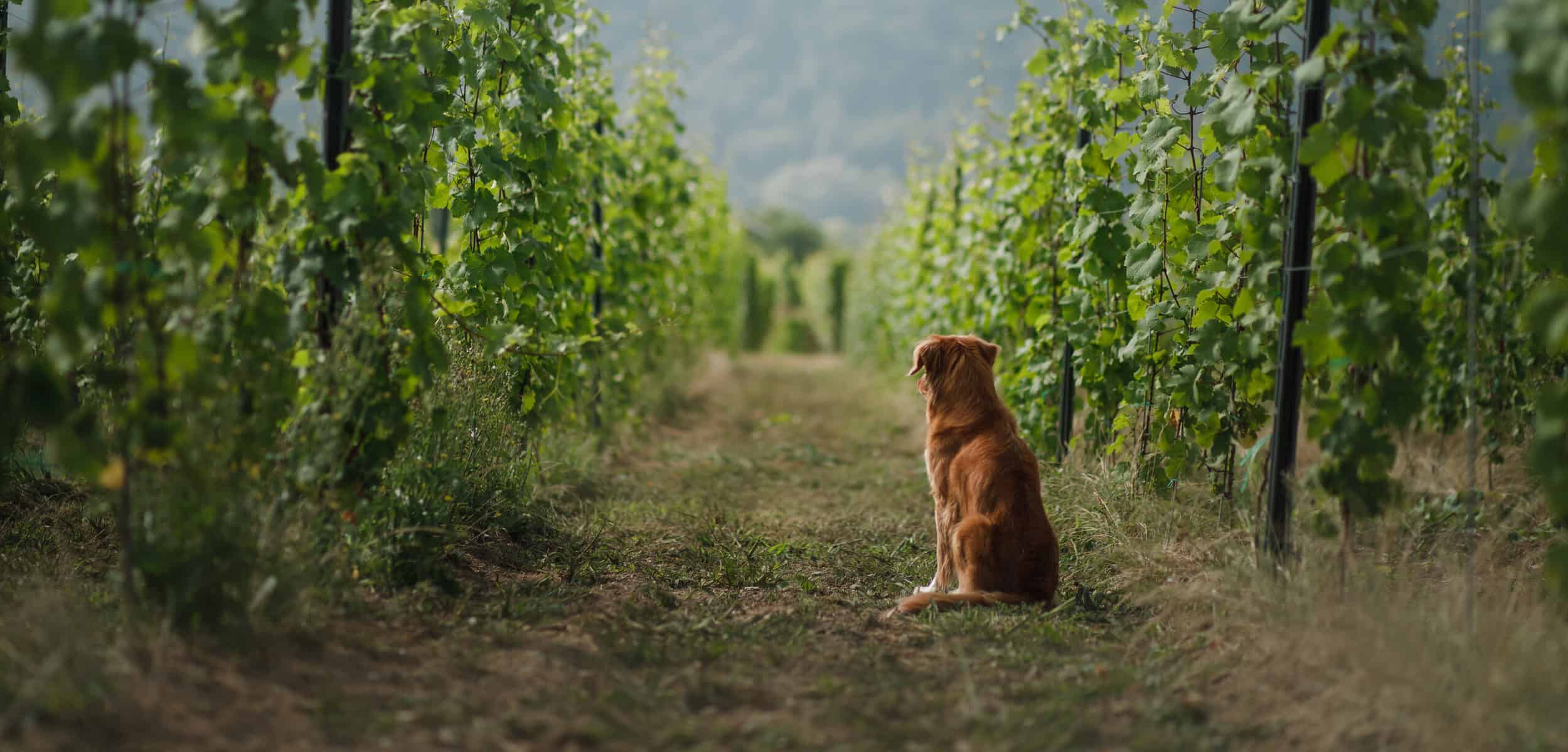 dog in a vineyard in nature. A pet in the summer, Nova Scotia Duck Tolling Retriever