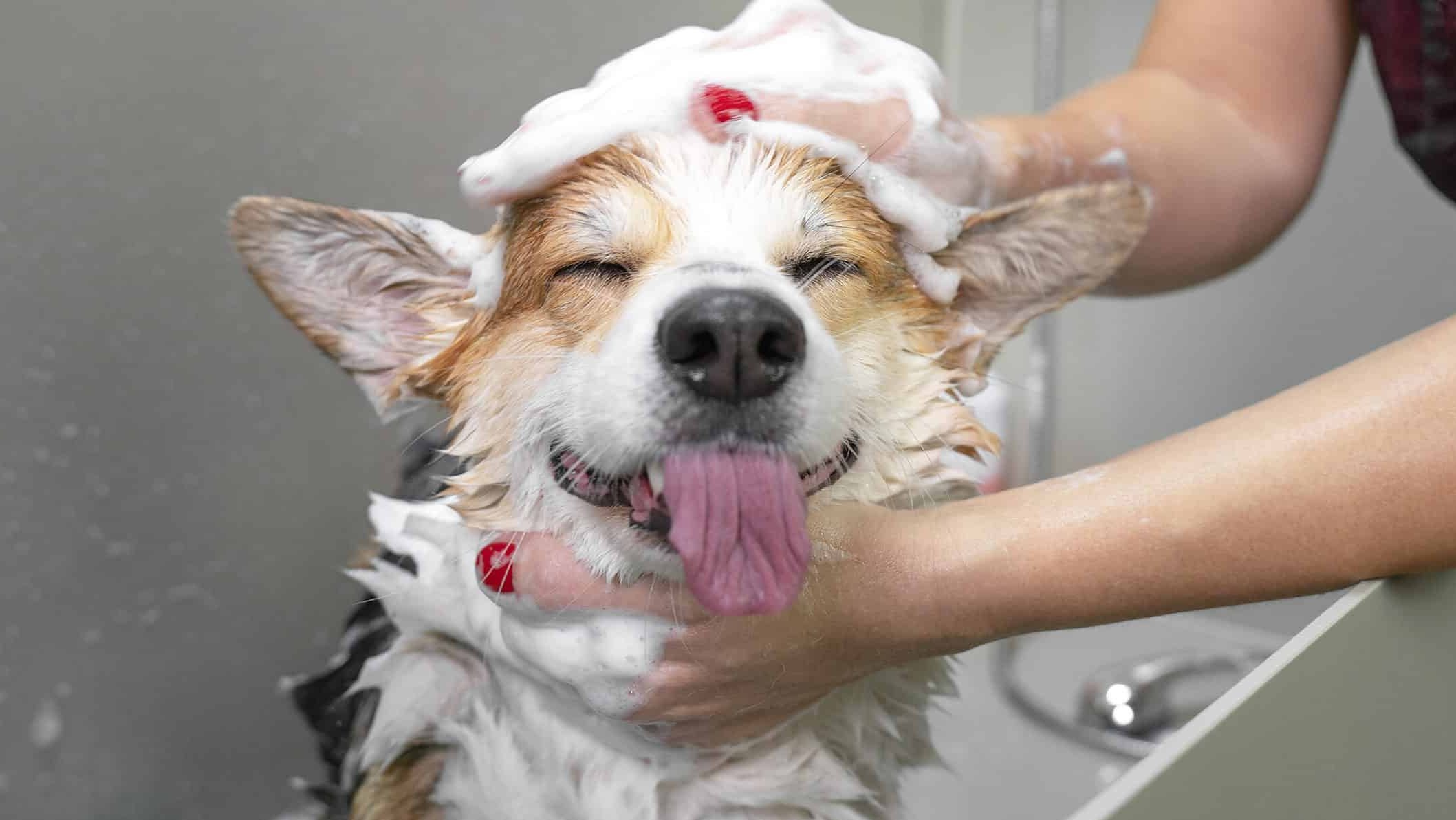 Welsh corgi pembroke dog being washed with shampoo. 
