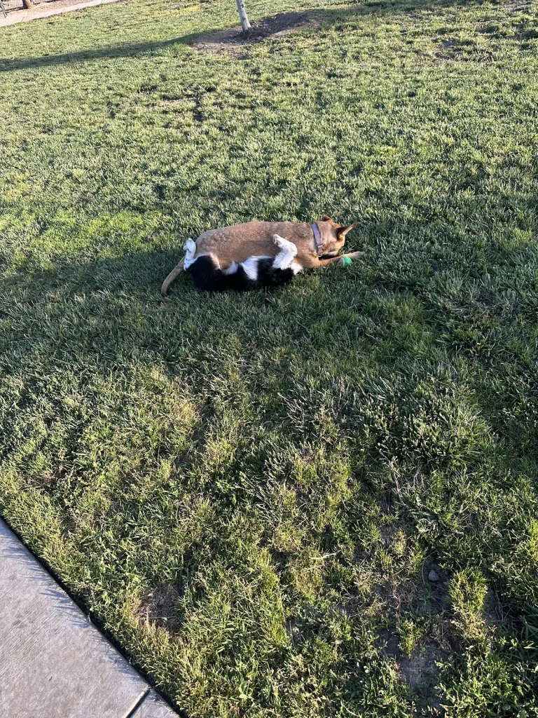 Heartland Dog Park
