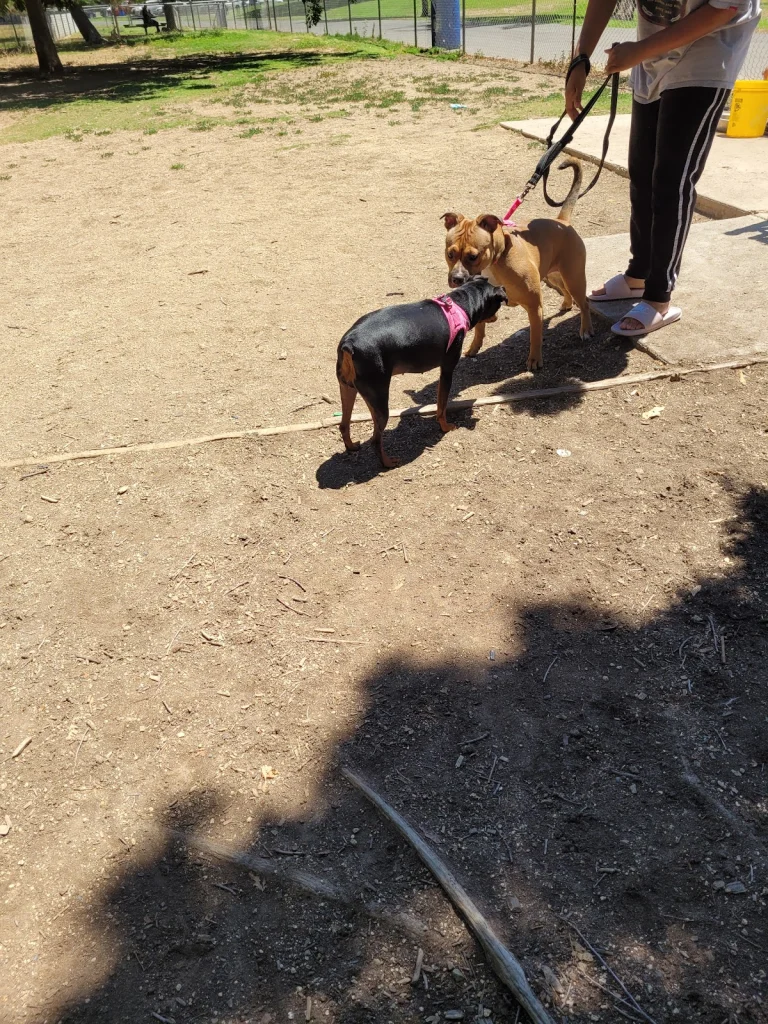 Howe Park Dog Park, a dog-friendly dog park in Sacramento, California