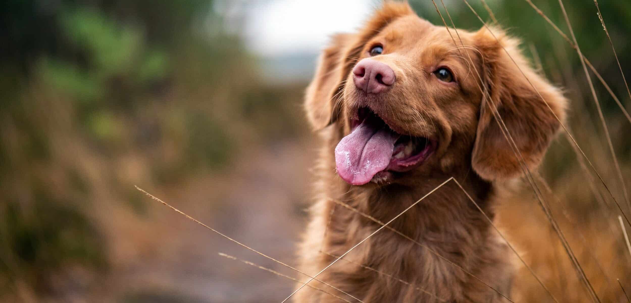 medium-coated brown dog during daytime