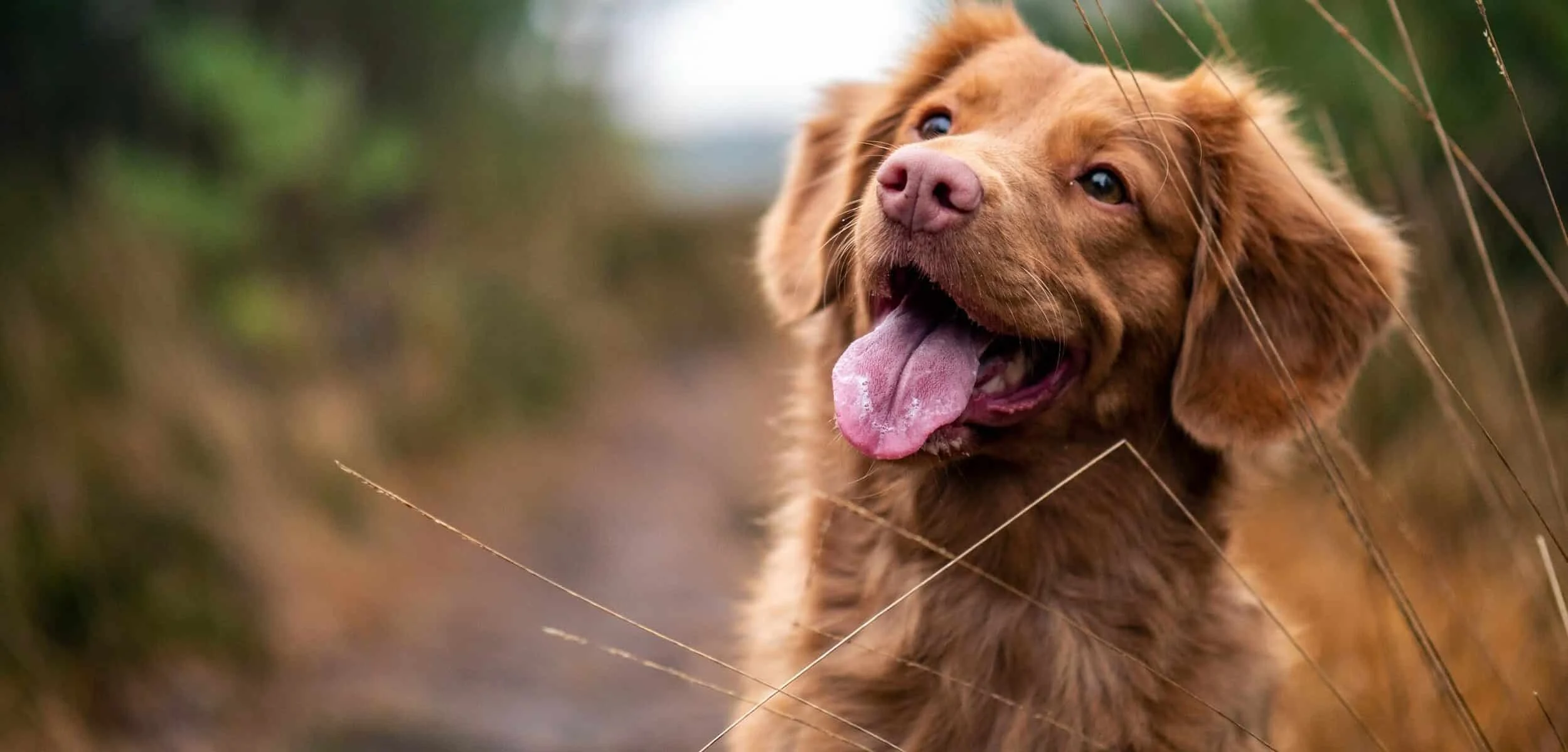Image from We love California state parks on DogTrekker