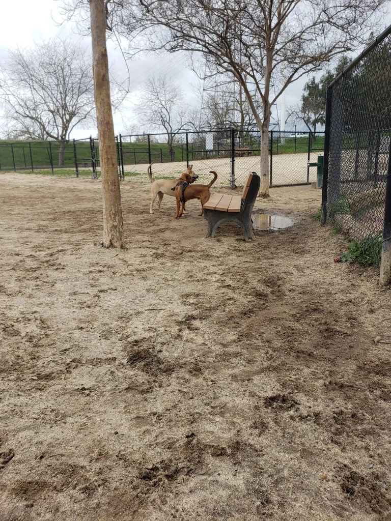 University Avenue Dog Park, a dog-friendly dog park in Sacramento, California