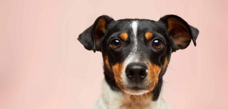 terrier headshot