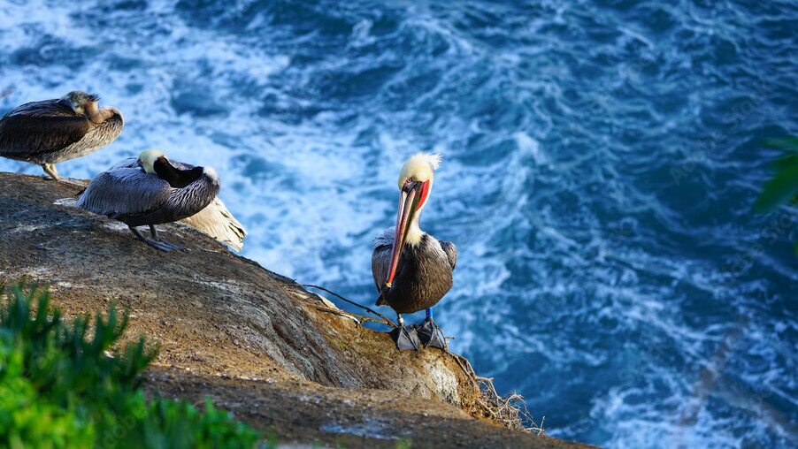 View of wild brown California pelicans (Pelecanus occidentalis californicus) in the La Jolla cove near San Diego, California