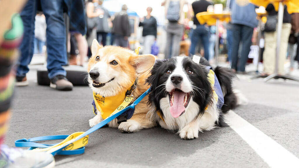 corgi and border collie lay next to each other on street