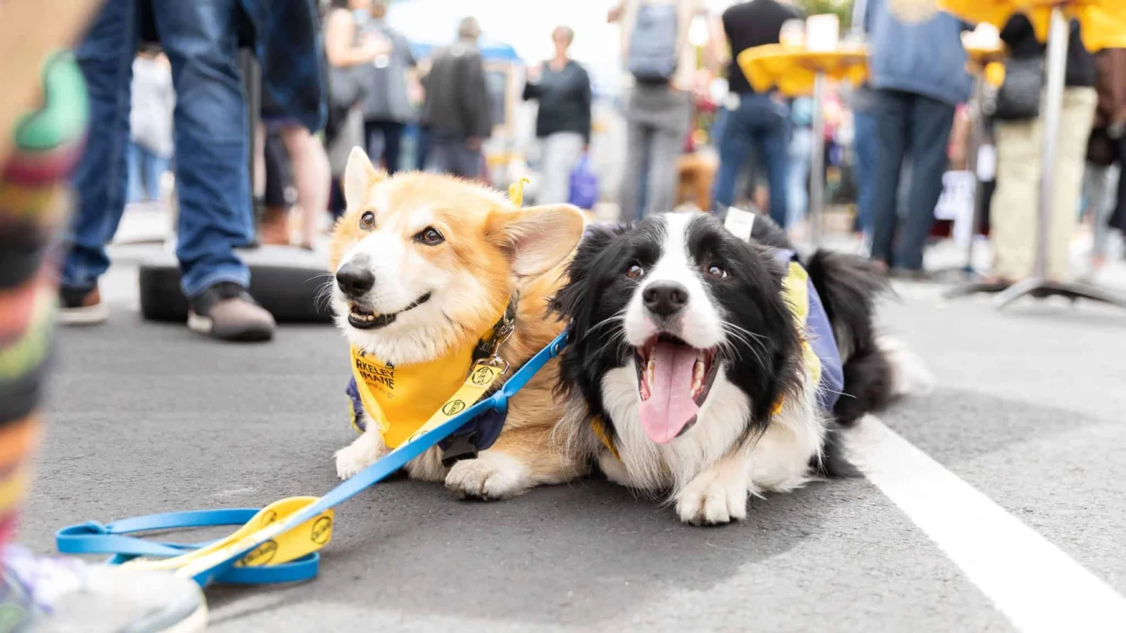 Bark & Meow Around the Block