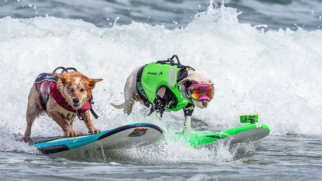 2 dogs wearing life vests surfing in the ocean