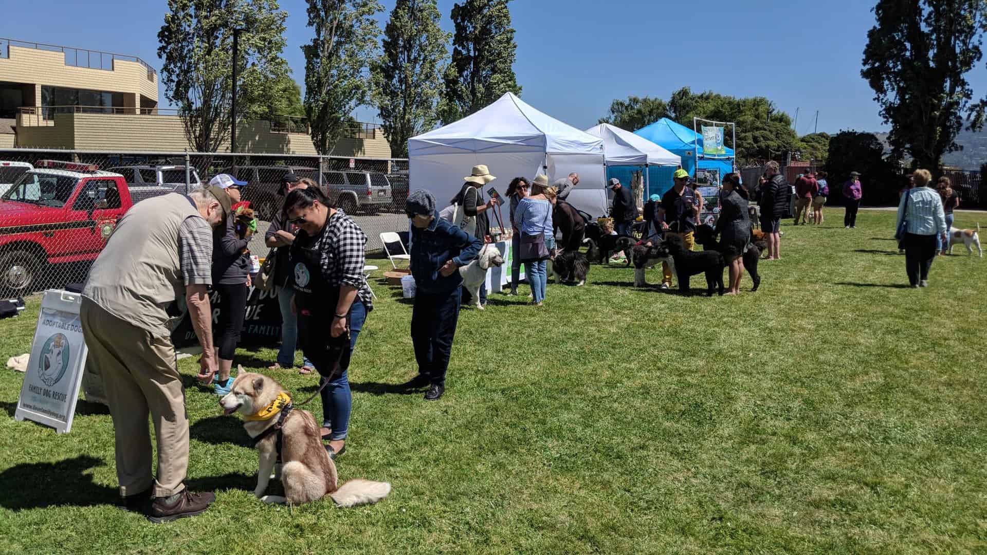 people with dogs on grass with vendor tents