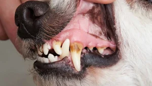 Common dog health problems and what to do