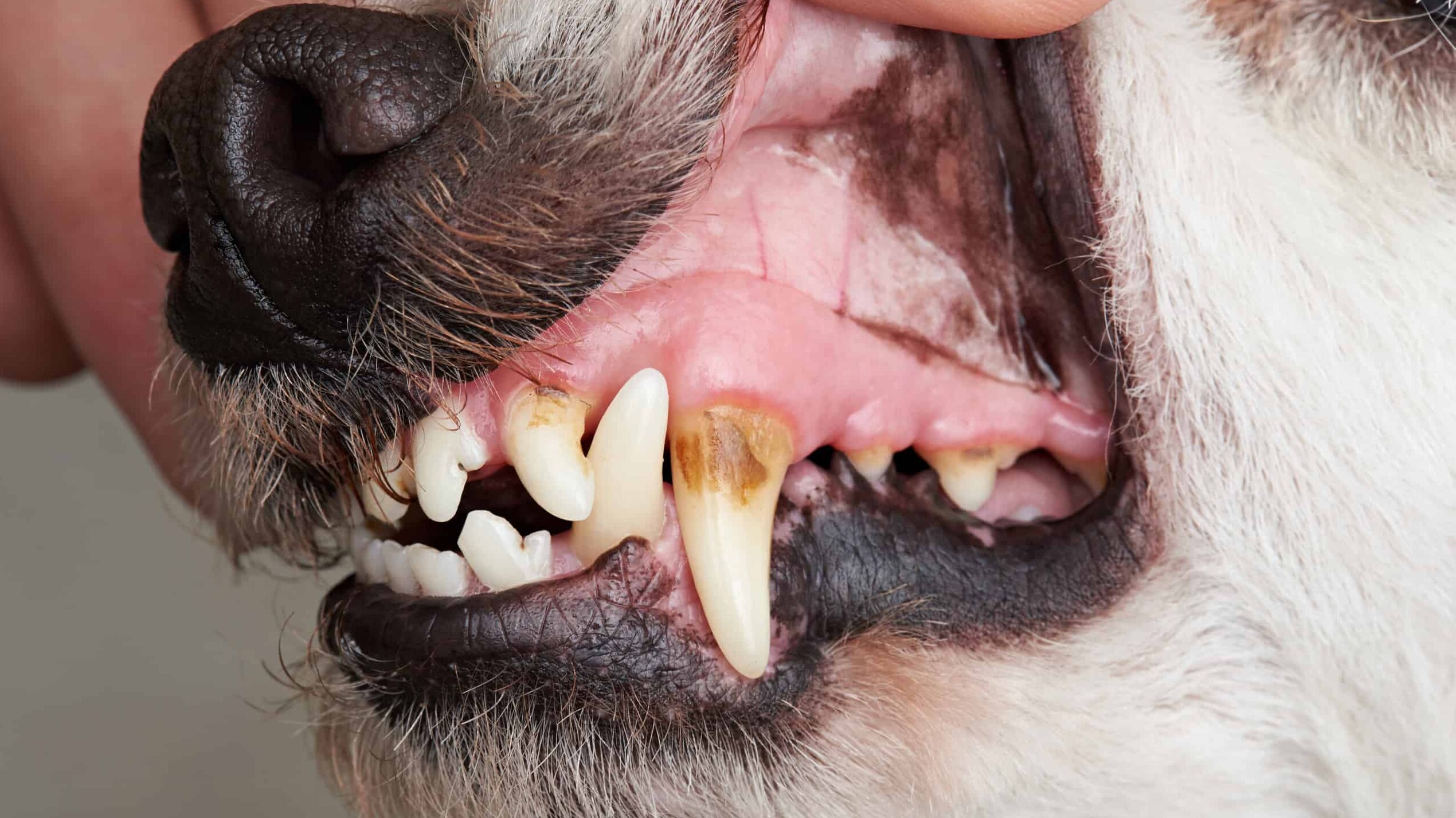 Dog's mouths need regular care