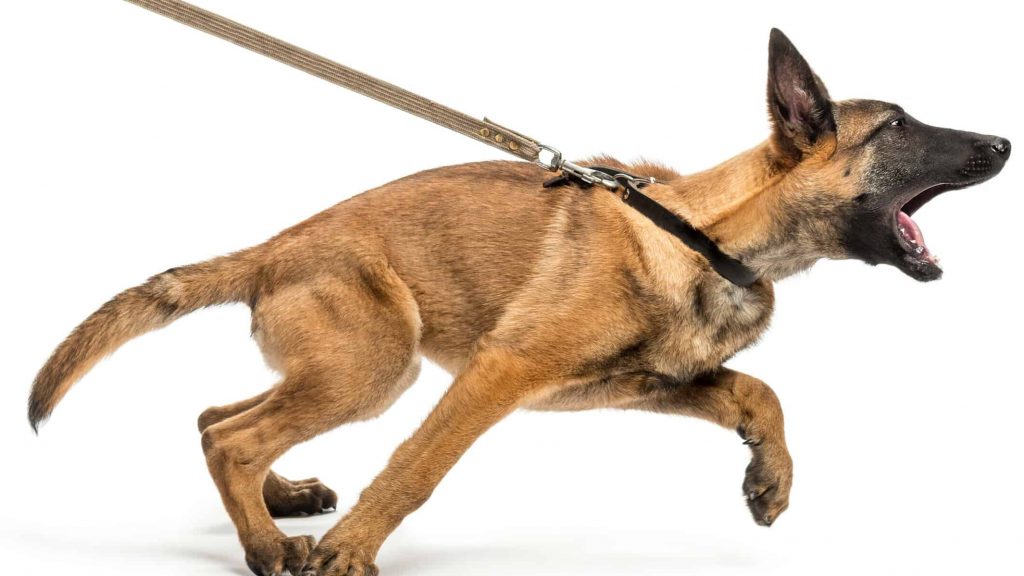 Dog pulling on leash