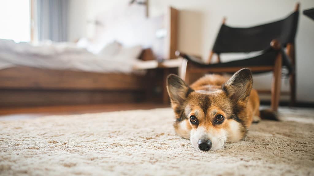 Welsh corgi laying on carpet in a dog-friendly Concord hotel.
