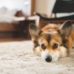 Welsh corgi laying on carpet in a dog-friendly Concord hotel.