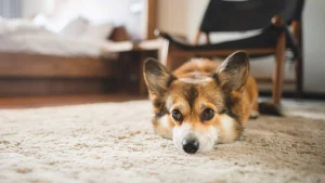 Concord has five dog-passionate hotels.