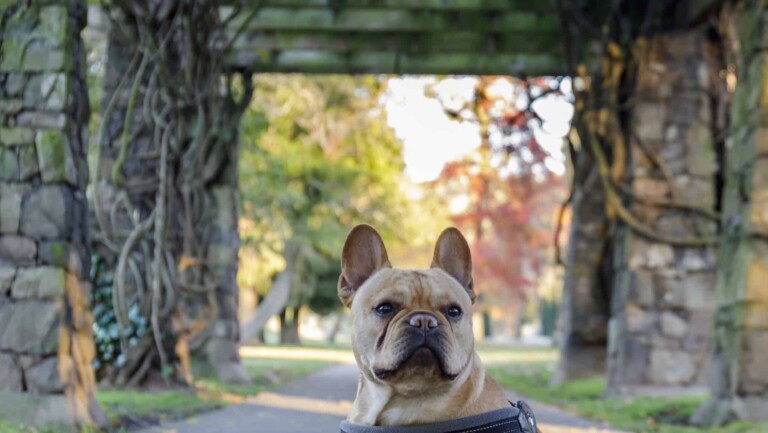 Young French Bulldog sitting in front of stone gateways.