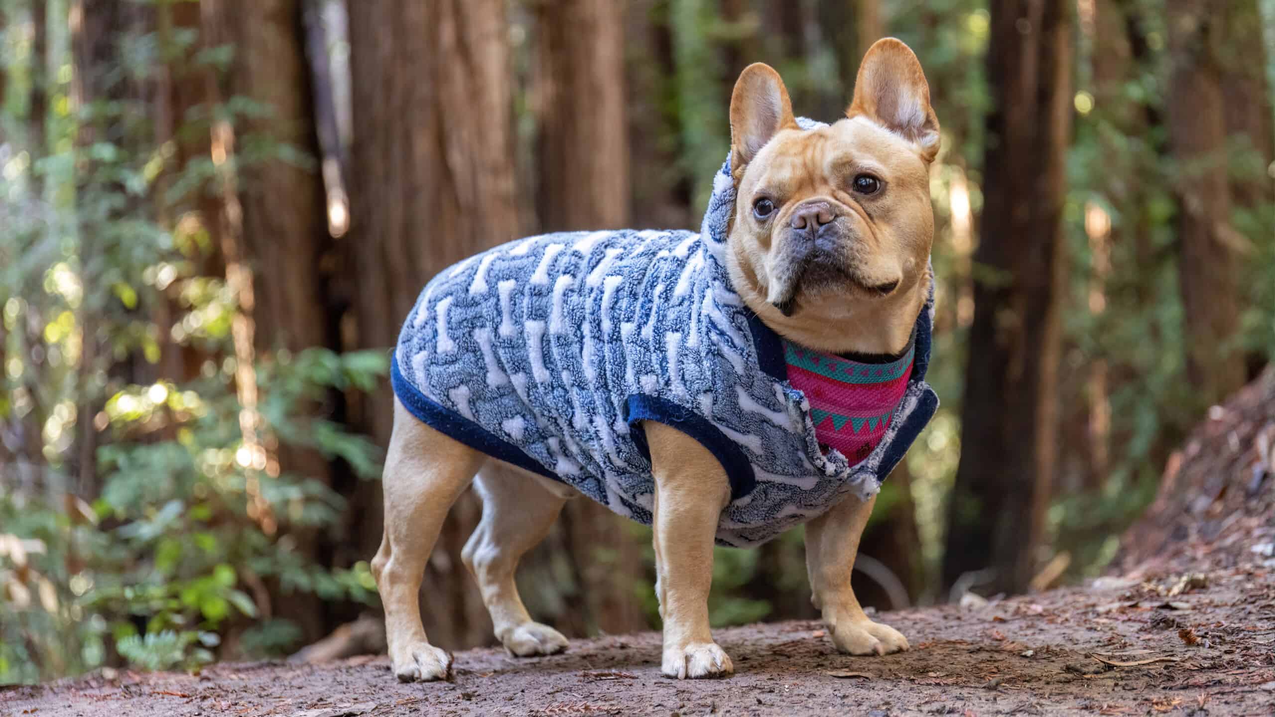 Frenchie Hiking in Redwood Forest