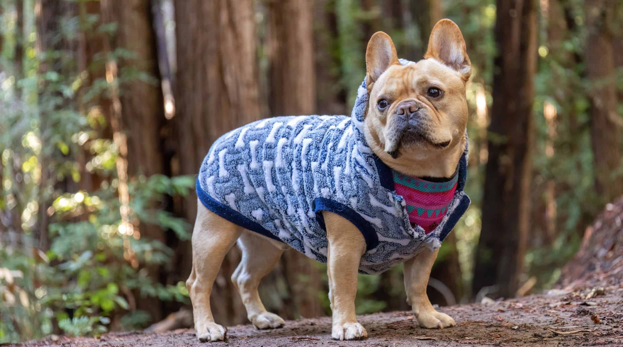 Frenchie Hiking in Redwood Forest