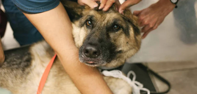 The Grand Lake, a dog-friendly local service in Oakland, California