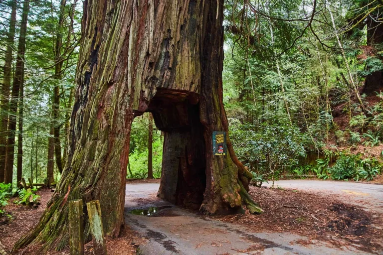 Klamath Tour Thru Tree, a dog-friendly attraction in Klamath, California