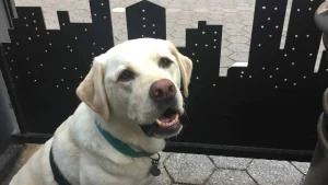 A yellow Labrador retriever wearing a teal collar sits on hexagonal stone pavement in front of a black metal gate. The gate includes a cutout of a city skyline. The dog faces upward, mouth slightly open, near The Grill on the Alley.