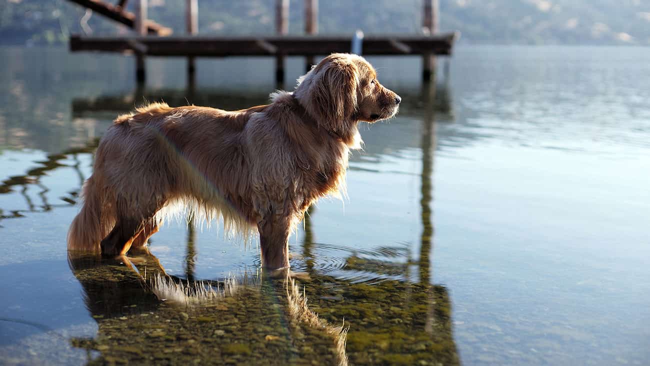 dog stands in clear lake