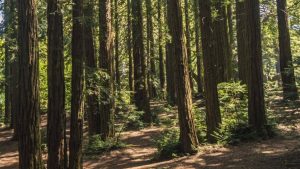 Redwoods on the Dunn trail