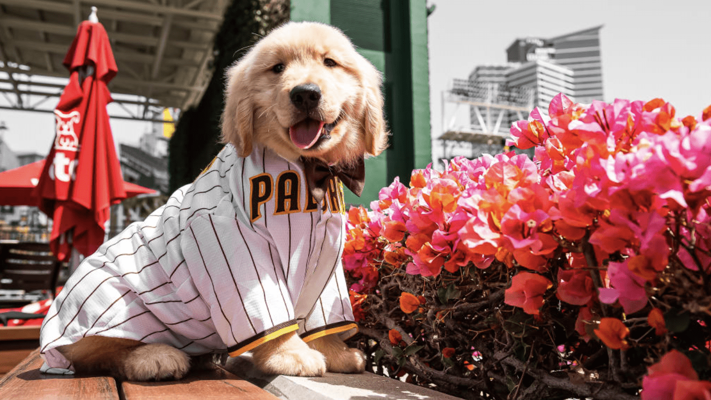 golden retriever puppy wearing padres jersey