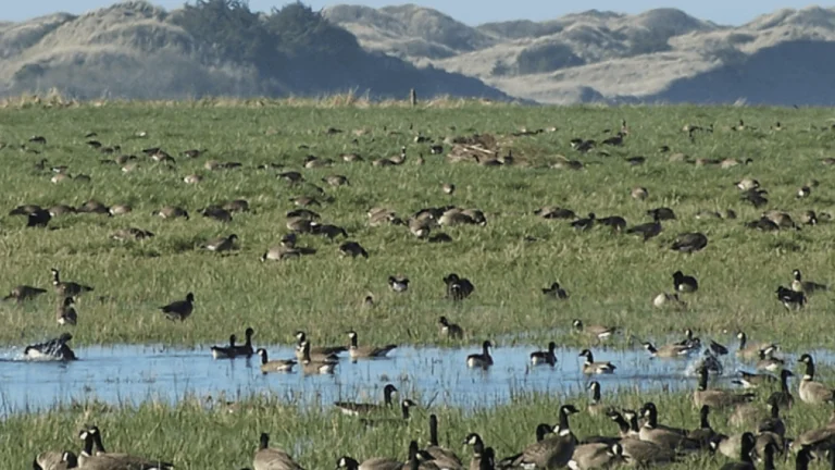 Tolowa Dunes State Park, a dog-friendly park in Crescent City, California