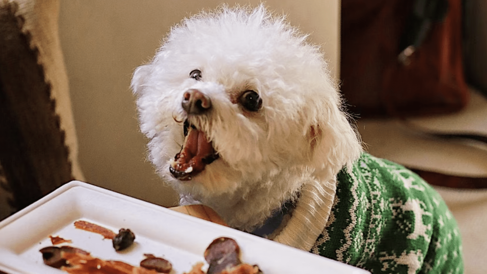 bichon frise sits at table with food on it