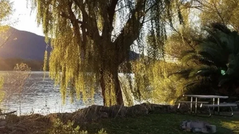 The Oasis Campground, a dog-friendly campground in Clearlake Oaks, California