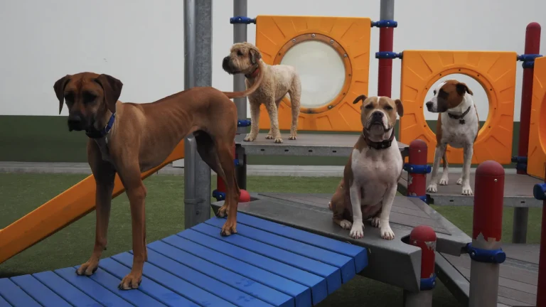 Dog Social Club, a dog-friendly pet boarding facility in Oakland, California