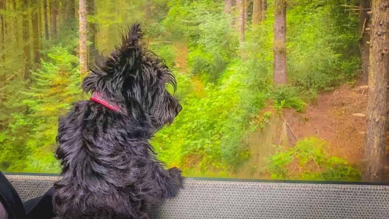Pups can ride the SkyTrail gondola.