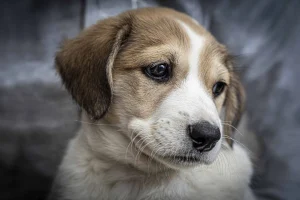 Image from New home for Family Dog Rescue on DogTrekker