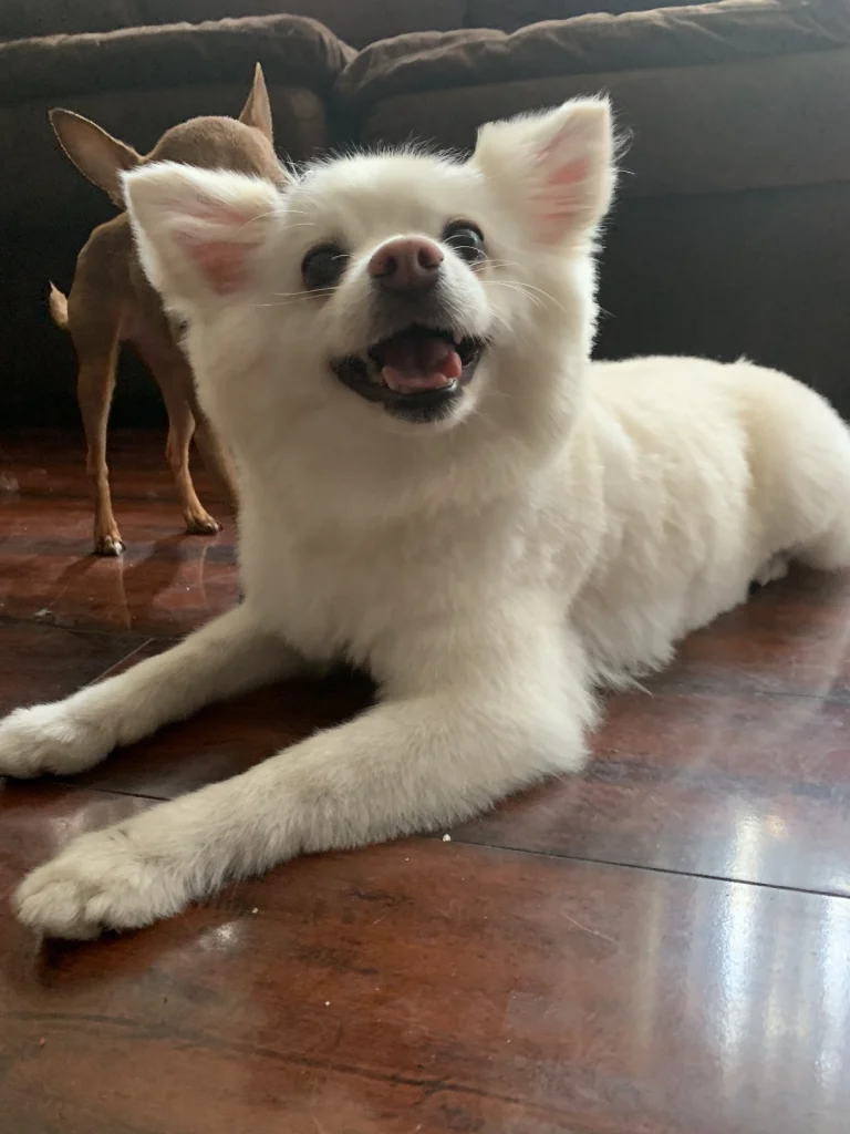 Happy Dog Spa Google Places photo