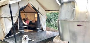 A vibrant dog park bathed in sunlight features abundant greenery with mature trees, offering ample shade for leisurely outdoor activities. In the distance is a well-equipped playground that presents an additional activity area. An inviting picnic table spreads out nearby, ideal for enjoying meals al fresco or taking relaxing breaks from play. A neatly-placed trash bin aids in maintaining the park's cleanliness for everyone's enjoyment. Dominating the scene is a generously wide dirt path gracefully curving through the expanse of grass, promising exploratory walks and lively fetch games.