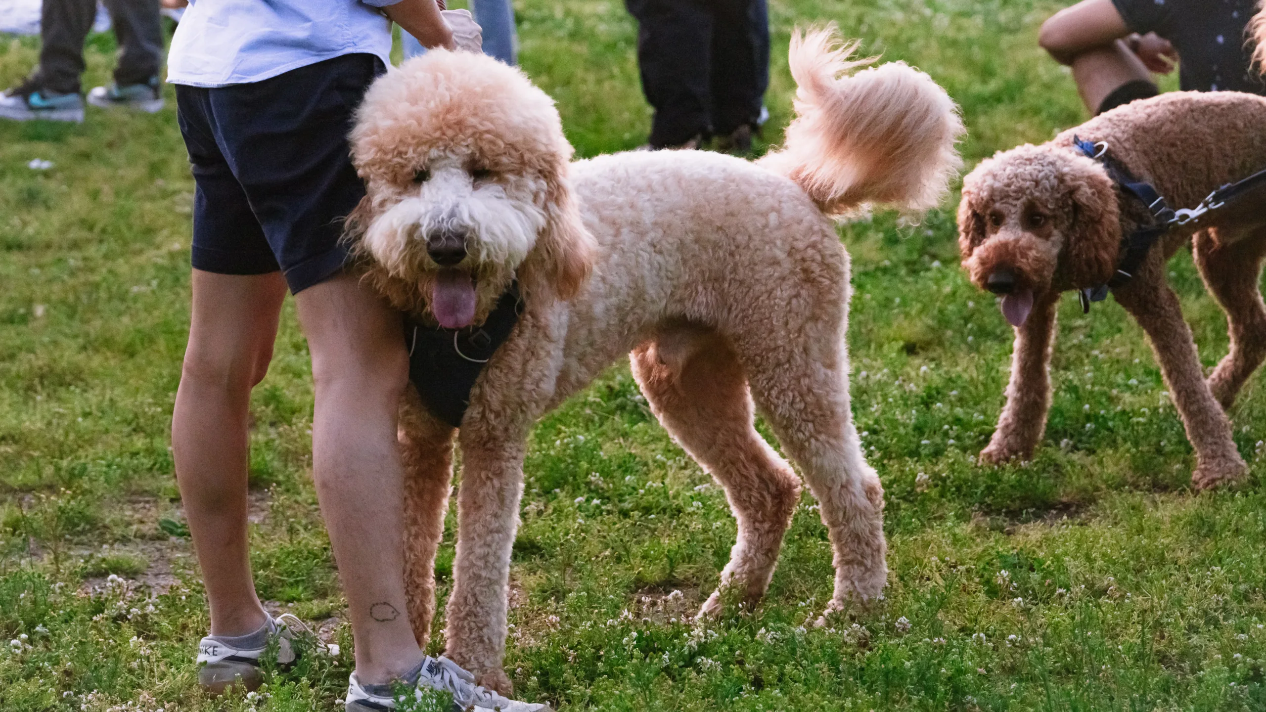 poodles at outdoor event