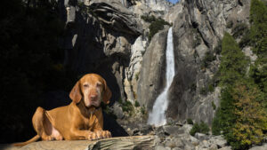 Dog at Lower Yosemite Falls